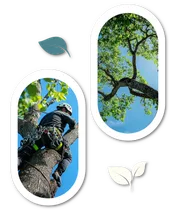 Logo L'Élagueur 2.0