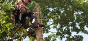 Logo Les Arboristes Saint-Germanois