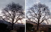Logo Arbres et Vous