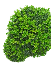 Logo Côté Jardin