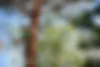 Logo Elag'Arbre