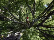 Logo Histoire d'Arbres