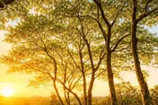 Logo Jardin'Arbre