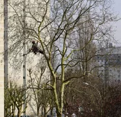 Logo L'Atelier Arboricole