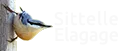 Logo Sittelle Élagage